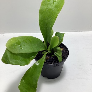 May include: A staghorn fern plant with broad, smooth, light green fronds featuring visible water droplets on the surface. The plant is potted in a small, plain black plastic container filled with dark potting soil, showing healthy foliage.