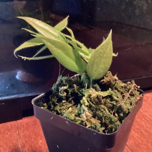 Ceratostema villosa aff - tropical epiphytic blueberry