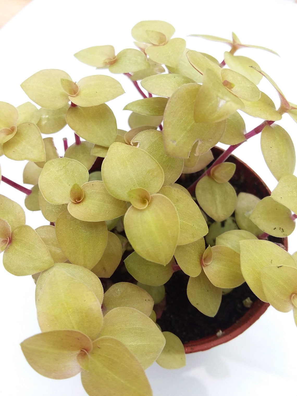 Callisia repens Copper Jewel Etsy