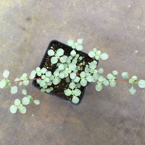 Pilea glauca - “ Gray Baby Tears”