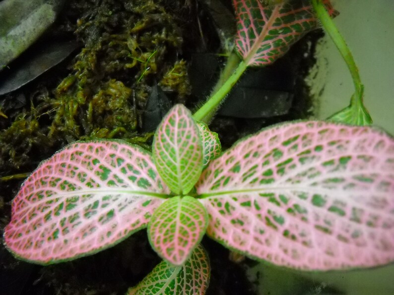 Fittonia argyroneura/Pink Nerve Plant Etsy