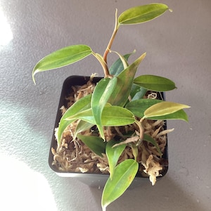 May include: A small potted plant with vibrant green leaves and a touch of yellow at the tips. The plant is in a square black pot filled with light brown moss. The leaves are long and slender, with a prominent central vein.