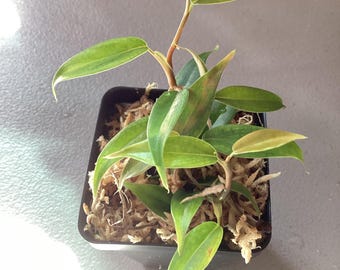 Philodendron 'Condor' | Small Trailing Plant in 2.5" Pot