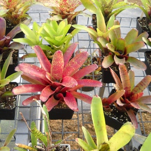 3 pack of Bromeliad pups/growers choice image 3