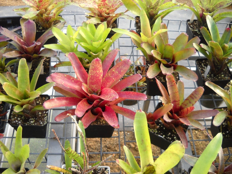 3 pack of Bromeliad pups/growers choice image 3