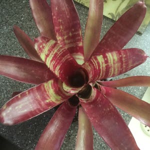 3 pack of Bromeliad pups/growers choice image 10