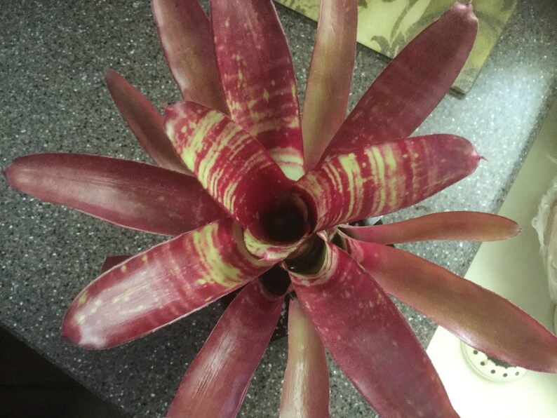 3 pack of Bromeliad pups/growers choice image 10