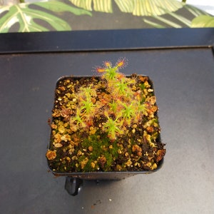 Australian Pygmy sundew - Drosera lasiantha