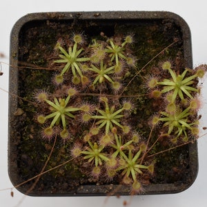 Drosera pulchella ‘Pink flower’