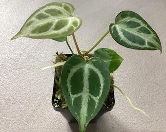 Anthurium ‘Crystal Hope’ seedling