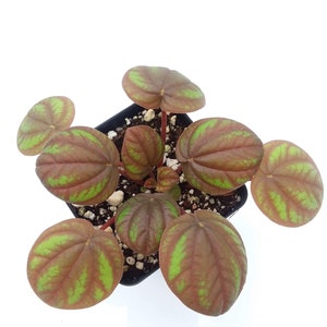Peperomia ‘Peppermill’