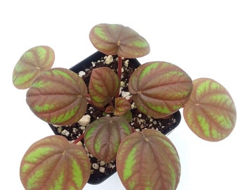 Peperomia ‘Peppermill’