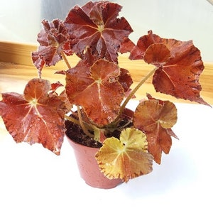 Begonia Peter Piper image 2