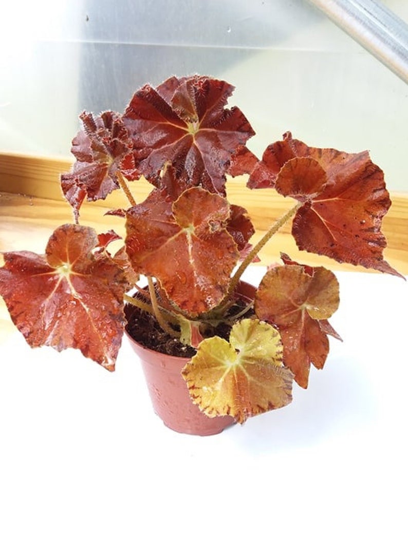 Begonia Peter Piper image 2