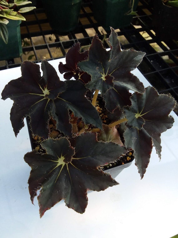 Begonia 'Trufas negras' - Etsy México