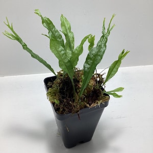 May include: A potted fern with long, slender, wavy-edged green fronds growing from a base of brown and green moss. The plant is contained in a simple, square black plastic nursery pot, showcasing its natural foliage and textured root structure.