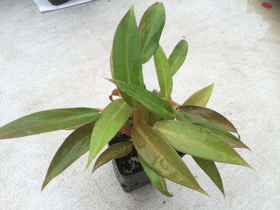 Philodendron Wend Imbe Etsy