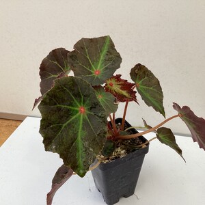 Begonia Boyfriend image 2