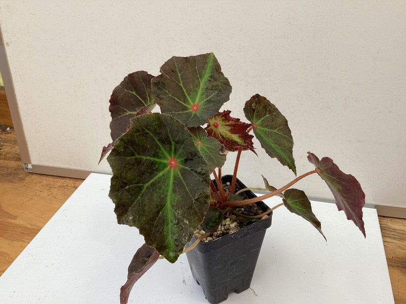 Begonia Boyfriend image 2