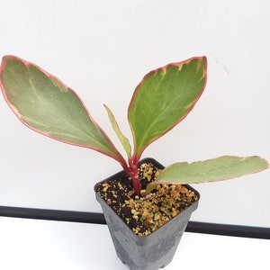 Peperomia ‘Ginny’ aka Peperomia obtusifolia tricolor