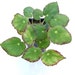 see more listings in the Begonias section