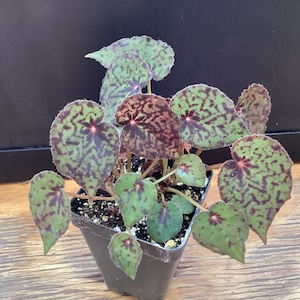 Begonia ‘Red Planet’