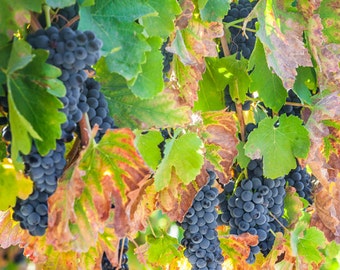 Blue Grapes Photography Print, Wine Country Autumn Decor