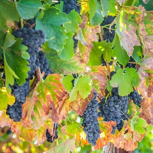 Blue Grapes with Colorful Leaves, Wine Art, Wine Country Decor, Fine Art Photography, Canvas Gallery Wrap, Archival Photo Paper & Metal