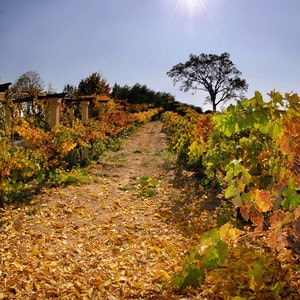 Golden Vineyards Pathway, Wine Art, Metal Wall Art, Wine Country Home Decor, Fine Art Photography, Canvas Gallery Wrap