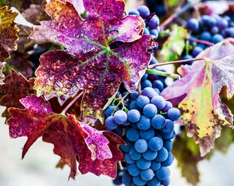 Wine Grapes Photography, Vineyard Art, Colorful Wall Decor