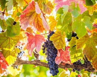 Wine Grapes and Autumn Leaves Photography Print, Gallery Wrap Canvas