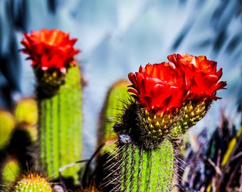Red Cactus Blossoms, Cactus Wall Art, Southwestern Home Decor, Desert Photography, Canvas wall art