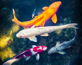 Koi Fish Art, Koi Wall Art, Koi Fish Pond, Japanese Carp Fish, Koi Fish Photography, Chinese Koi Fish, Canvas Gallery Wrap, Large Canvas