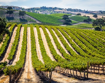 Paso Robles Vineyard Photography, Rolling Hills Canvas Gallery Wrap