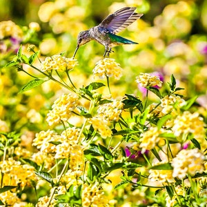 Hummingbird Yellow Flowers, Close up Hummingbird, Large Wall Art, Flower Home Decor, Large Canvas Art, Metal Art, Photo Paper