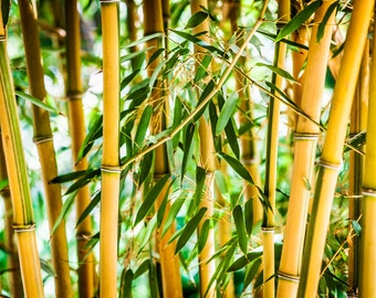 Yellow Green Bamboo Stalks, Asian Wall Art, Zen Home Decor, Large Metal Art, Canvas