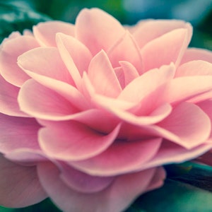 Pink Camellia Flower Bloom, Square, Canvas Wall Art, Flower Photography, Floral Home Decor