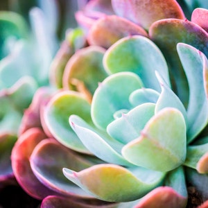 Colorful Succulent Plants, Large Wall Art, Succulent Home Decor, Canvas, Metal wall art