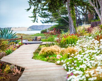 Morro Bay Flower Garden Pathway Photography, Coastal Home Decor