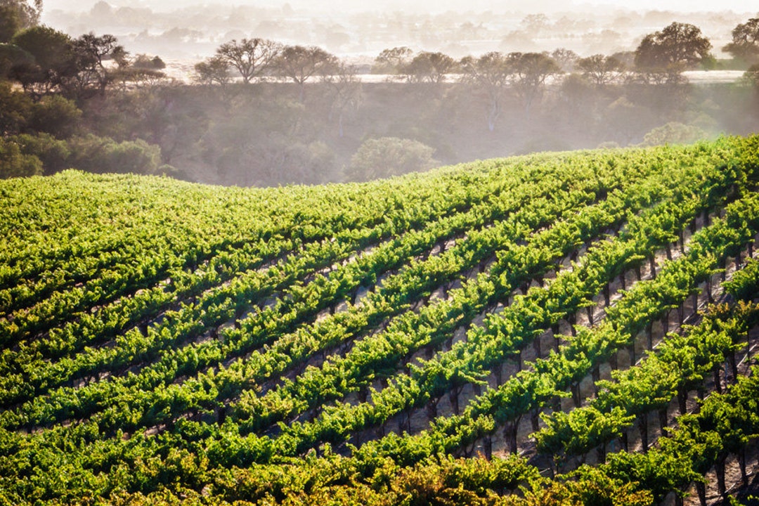 Vineyard Rows Fine Art Photograph, Wine Country Decor - Etsy