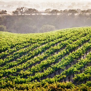 Vineyard rows on a hill, Large Wall Art, Wine Art Home Decor, Fine Art Photography, Canvas Gallery Wrap, Archival Photographic Paper & Metal
