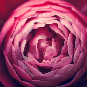 Camellia Flower Bloom, Flower Home Decor, Large Wall Art, Fine Art Photography, Canvas Gallery Wrap, Archival Photo Paper & Metal Prints