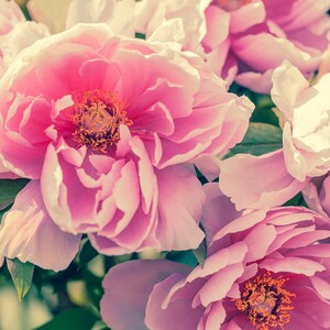 Peony Art, Pink Peony Bouquet, Pink Peonies, Flower Wall Art, Peony Art, Canvas Gallery Wrap