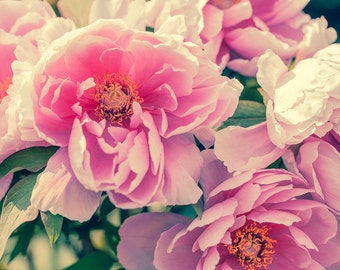 Pink Peony Bouquet Art, Floral Canvas Gallery Wrap