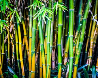 Green Yellow Bamboo Stalks, Large Wall Art, Spa Decor, Canvas Gallery Wrap, Metal Wall Art