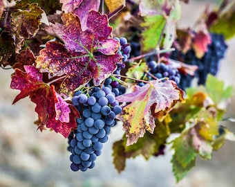 Wine Grape Vineyard Photo, Colorful Modern Wine Decor, Canvas Art