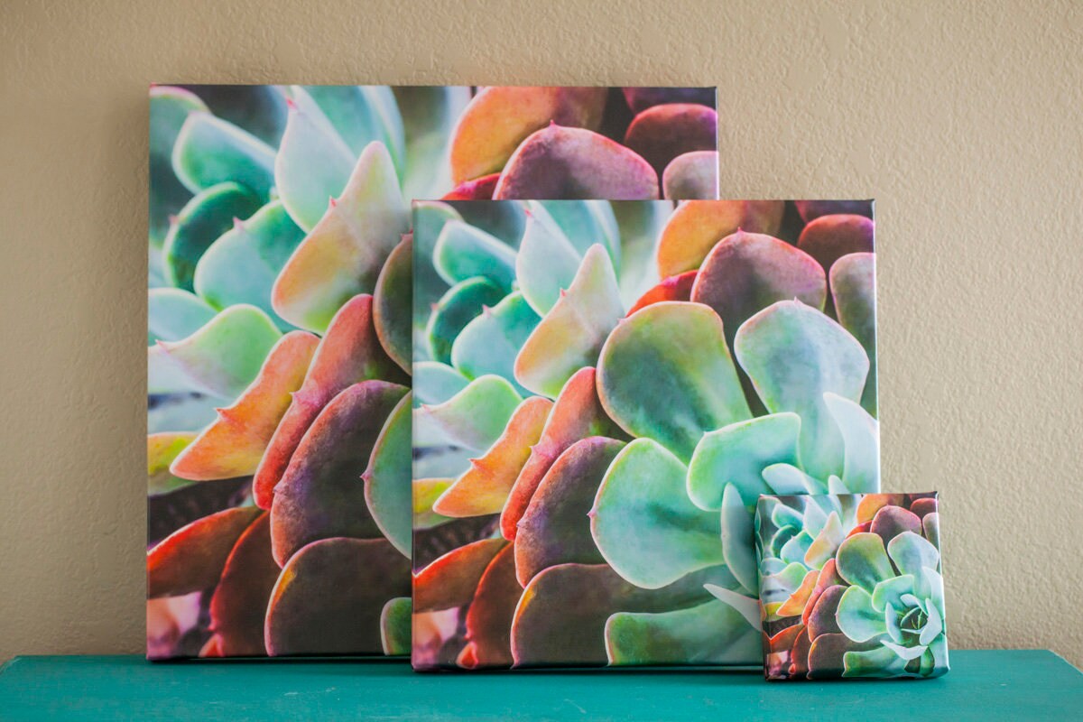 Colorful Succulent Plant, Square, Wall Art, Patio Wall Art, Patio Metal