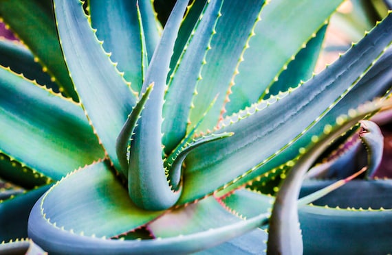 Blue Green Aloe Vera Plant Art, Modern Desert Home Decor, Canvas or Metal -  Etsy Israel