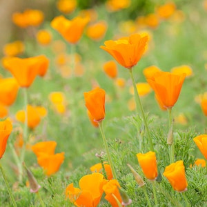 Orange California Poppies, Floral Wall Art, California art, Flower Photography, Poppy Flowers, Poppies, California State Flower Poppy