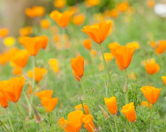 Stampa fotografica di un campo di papaveri della California, decorazione murale floreale arancione